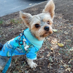 Hawaiian Shirts For Dog/Cat